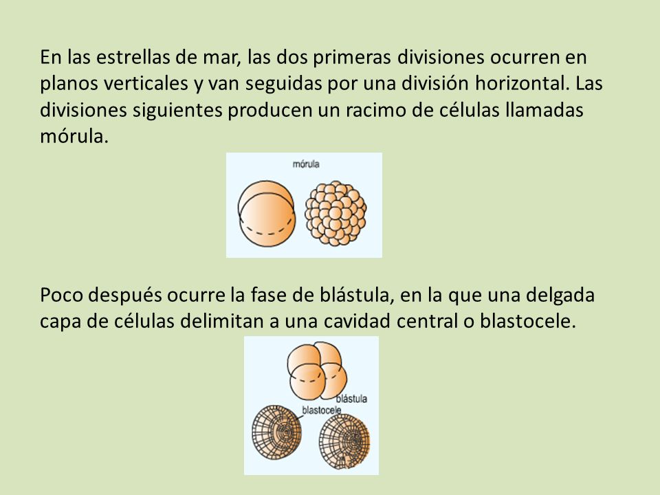 En las estrellas de mar, las dos primeras divisiones ocurren en planos verticales y van seguidas por una división horizontal.