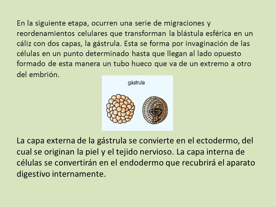 En la siguiente etapa, ocurren una serie de migraciones y reordenamientos celulares que transforman la blástula esférica en un cáliz con dos capas, la gástrula. Esta se forma por invaginación de las células en un punto determinado hasta que llegan al lado opuesto formado de esta manera un tubo hueco que va de un extremo a otro del embrión.