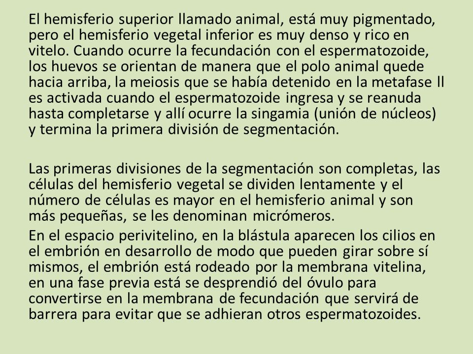 El hemisferio superior llamado animal, está muy pigmentado, pero el hemisferio vegetal inferior es muy denso y rico en vitelo.