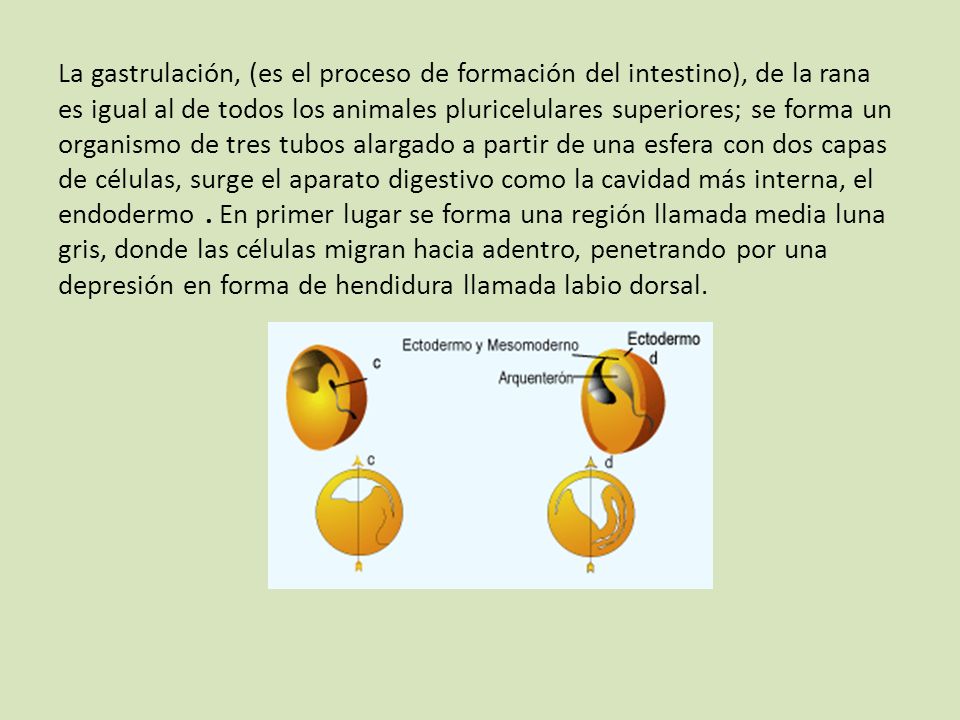 La gastrulación, (es el proceso de formación del intestino), de la rana es igual al de todos los animales pluricelulares superiores; se forma un organismo de tres tubos alargado a partir de una esfera con dos capas de células, surge el aparato digestivo como la cavidad más interna, el endodermo . En primer lugar se forma una región llamada media luna gris, donde las células migran hacia adentro, penetrando por una depresión en forma de hendidura llamada labio dorsal.