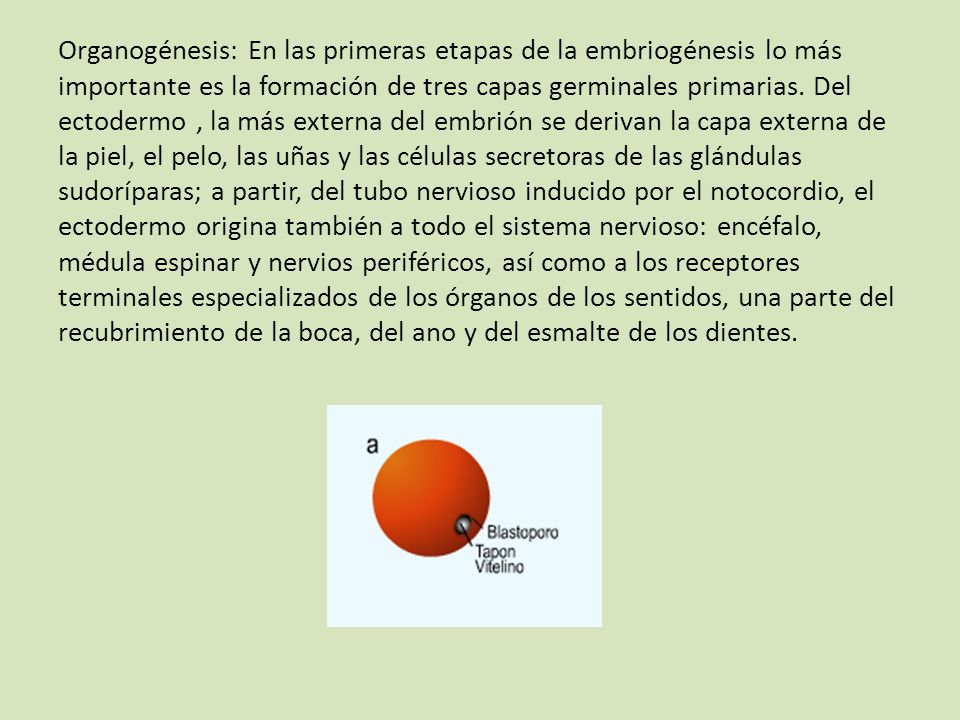 Organogénesis: En las primeras etapas de la embriogénesis lo más importante es la formación de tres capas germinales primarias.