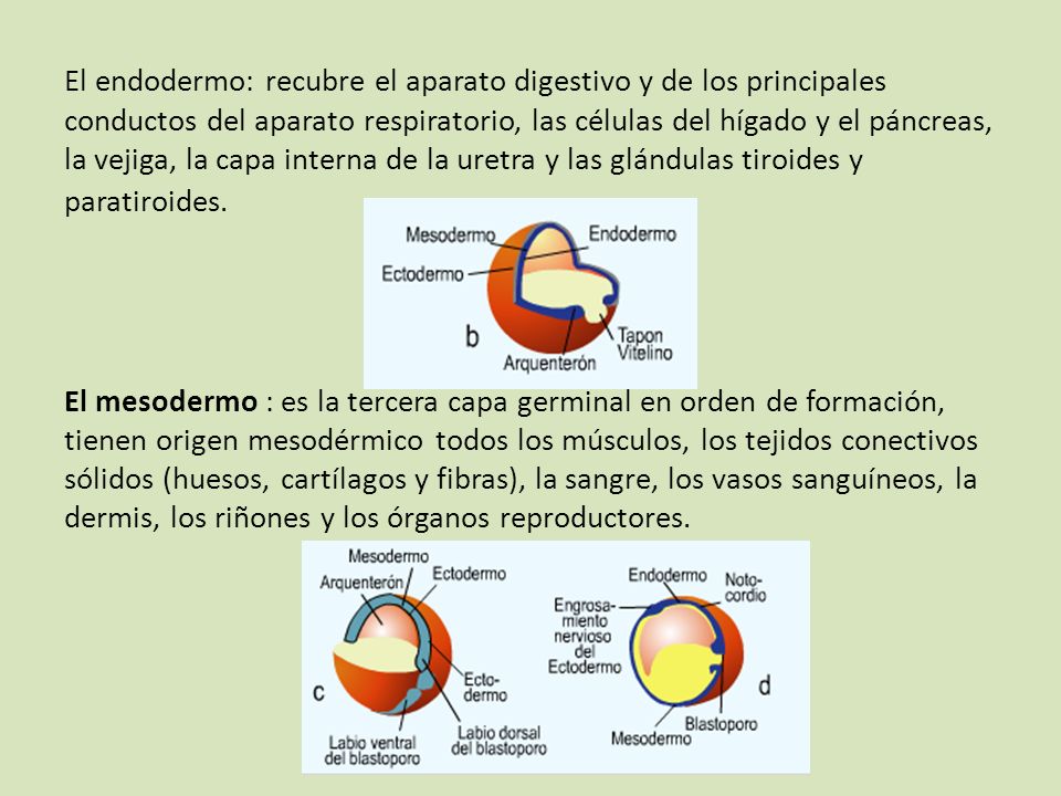 El endodermo: recubre el aparato digestivo y de los principales conductos del aparato respiratorio, las células del hígado y el páncreas, la vejiga, la capa interna de la uretra y las glándulas tiroides y paratiroides.