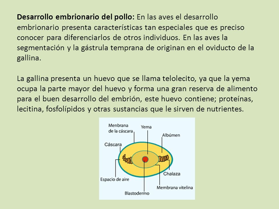 Desarrollo embrionario del pollo: En las aves el desarrollo embrionario presenta características tan especiales que es preciso conocer para diferenciarlos de otros individuos.