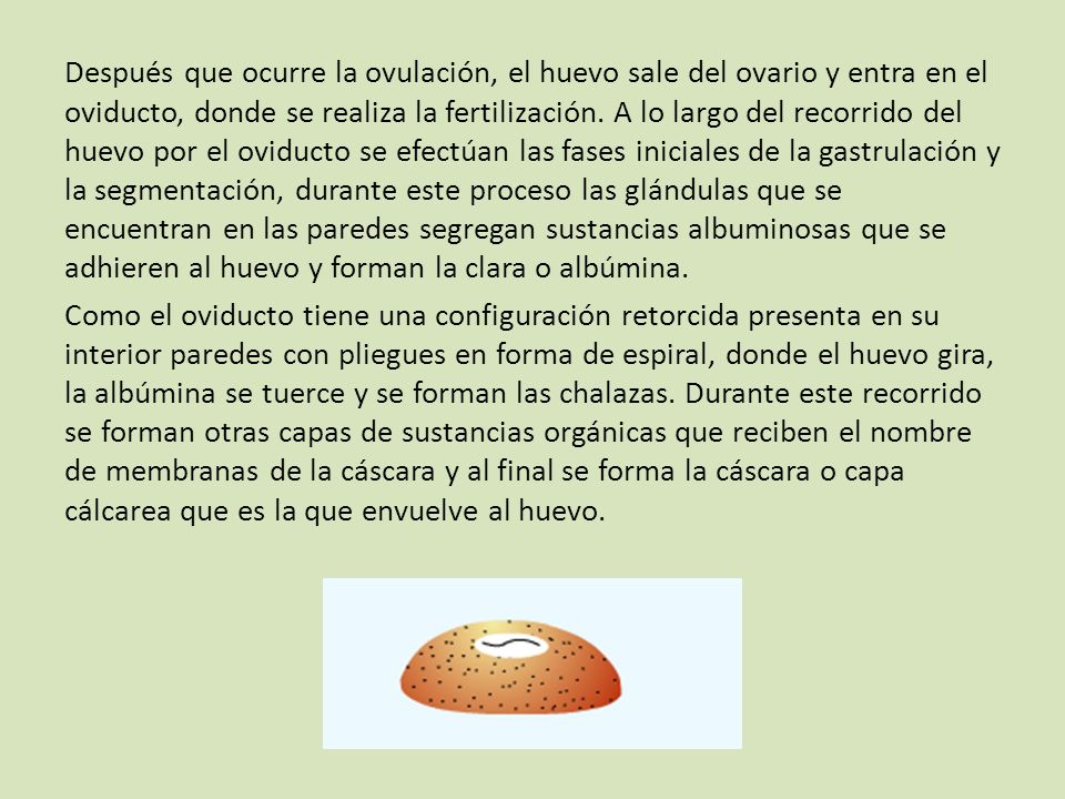 Después que ocurre la ovulación, el huevo sale del ovario y entra en el oviducto, donde se realiza la fertilización.