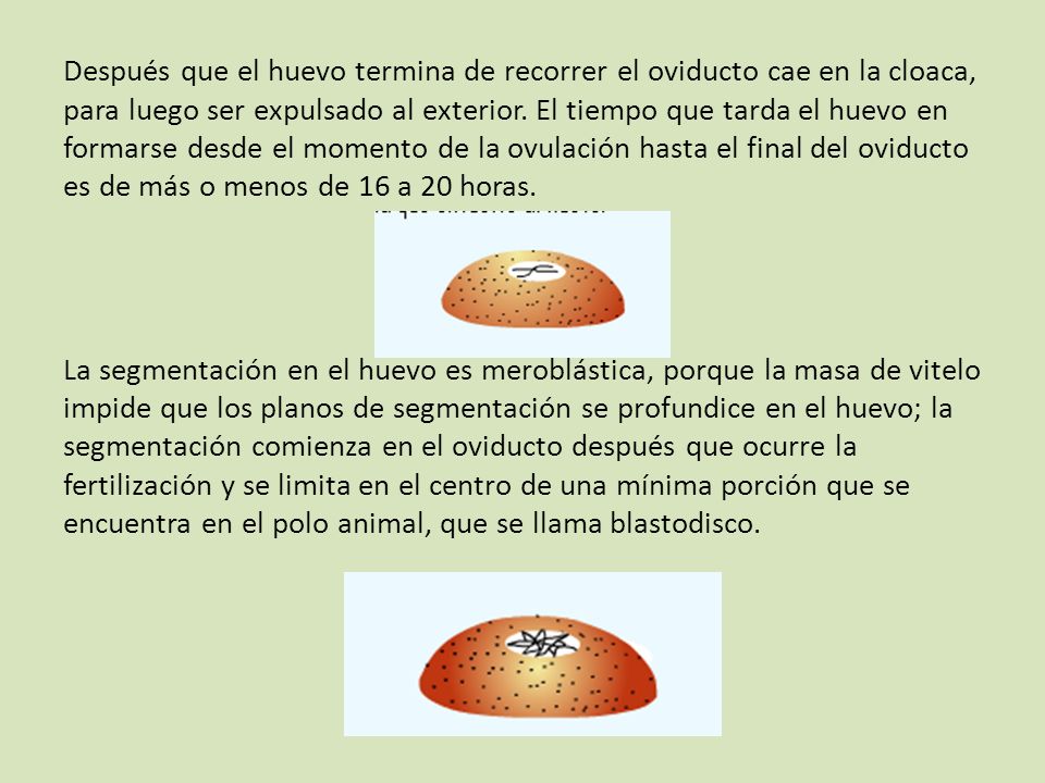 Después que el huevo termina de recorrer el oviducto cae en la cloaca, para luego ser expulsado al exterior.