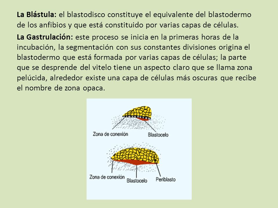La Blástula: el blastodisco constituye el equivalente del blastodermo de los anfibios y que está constituido por varias capas de células.
