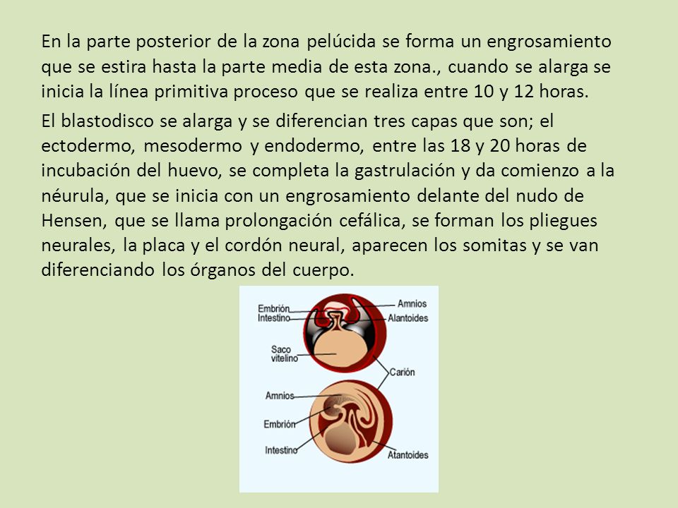En la parte posterior de la zona pelúcida se forma un engrosamiento que se estira hasta la parte media de esta zona., cuando se alarga se inicia la línea primitiva proceso que se realiza entre 10 y 12 horas.