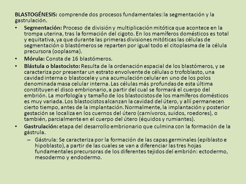 BLASTOGÉNESIS: comprende dos procesos fundamentales: la segmentación y la gastrulación.