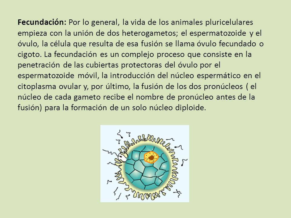 Fecundación: Por lo general, la vida de los animales pluricelulares empieza con la unión de dos heterogametos; el espermatozoide y el óvulo, la célula que resulta de esa fusión se llama óvulo fecundado o cigoto.