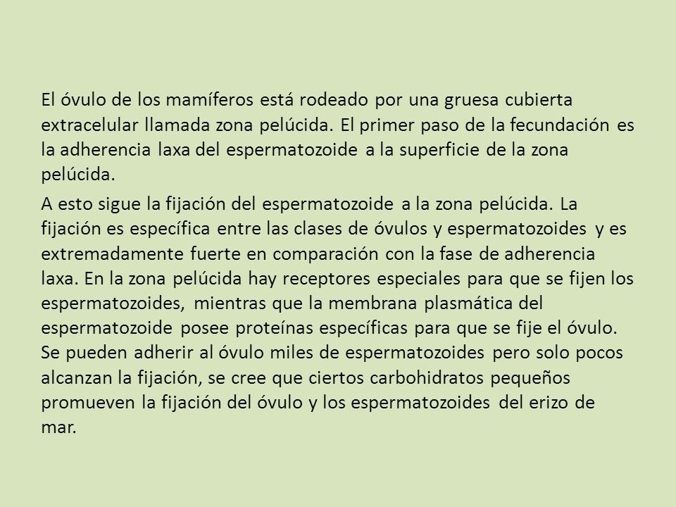 El óvulo de los mamíferos está rodeado por una gruesa cubierta extracelular llamada zona pelúcida.