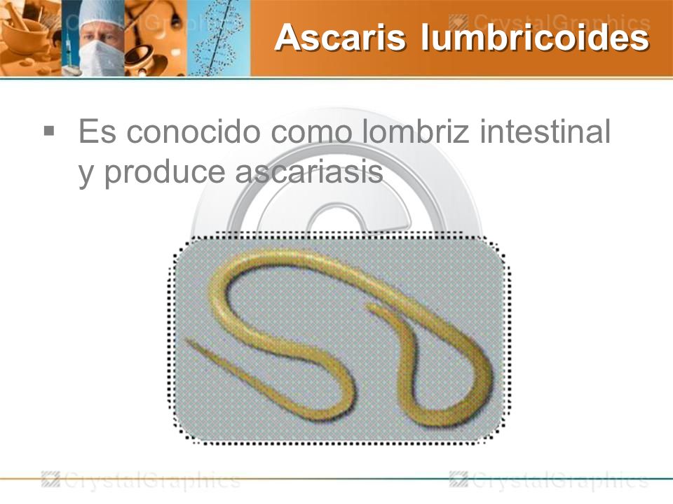 Ascaris lumbricoides Es conocido como lombriz intestinal y produce ascariasis