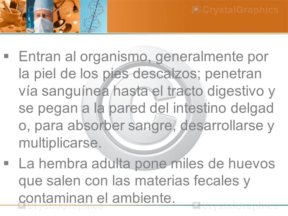 Entran al organismo, generalmente por la piel de los pies descalzos; penetran vía sanguínea hasta el tracto digestivo y se pegan a la pared del intestino delgado, para absorber sangre, desarrollarse y multiplicarse.