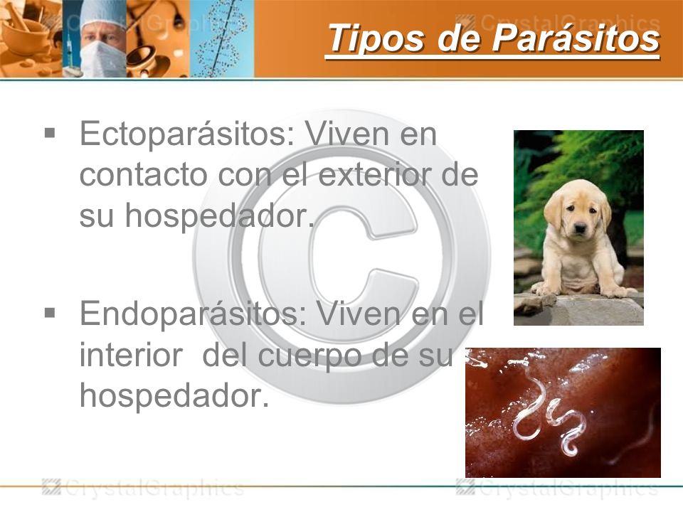 Tipos de Parásitos Ectoparásitos: Viven en contacto con el exterior de su hospedador.