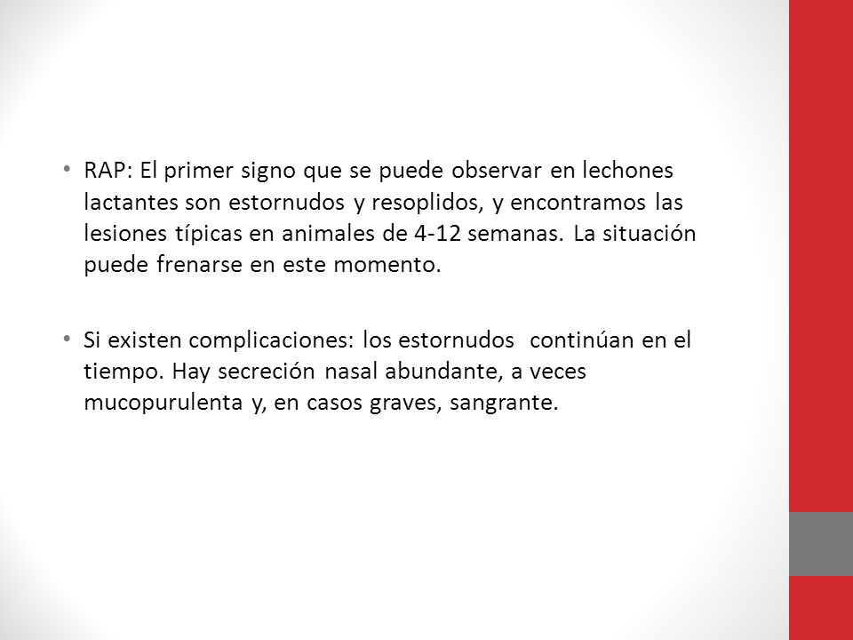 RAP: El primer signo que se puede observar en lechones lactantes son estornudos y resoplidos, y encontramos las lesiones típicas en animales de 4-12 semanas. La situación puede frenarse en este momento.