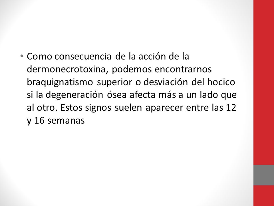 Como consecuencia de la acción de la dermonecrotoxina, podemos encontrarnos braquignatismo superior o desviación del hocico si la degeneración ósea afecta más a un lado que al otro.