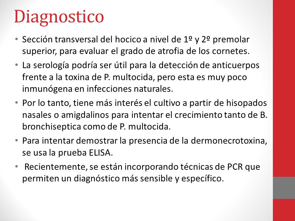 Diagnostico Sección transversal del hocico a nivel de 1º y 2º premolar superior, para evaluar el grado de atrofia de los cornetes.