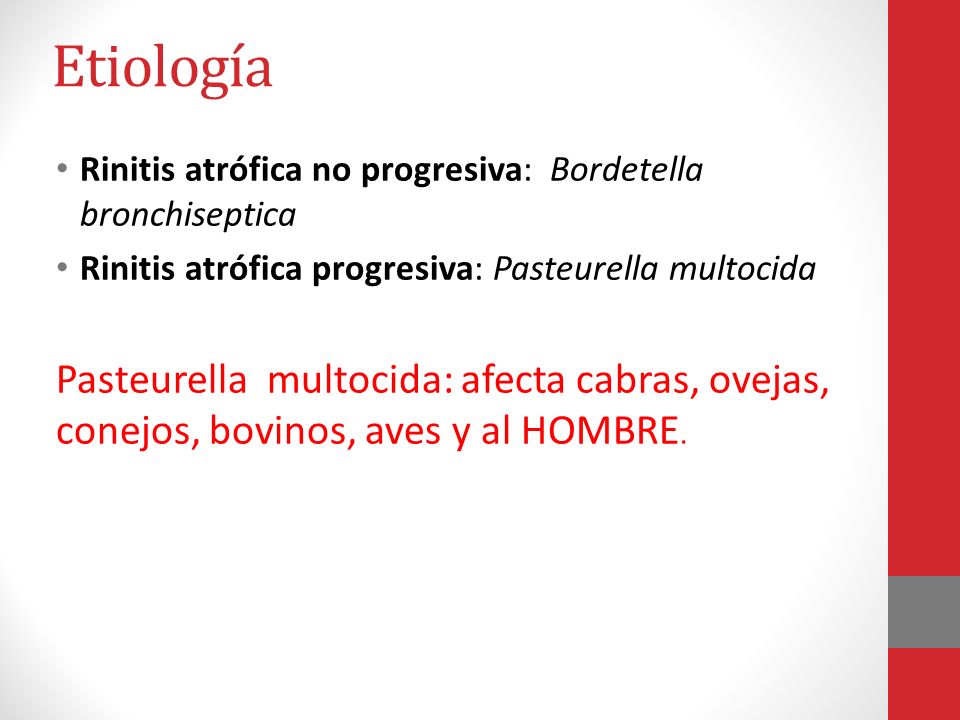 Etiología Rinitis atrófica no progresiva: Bordetella bronchiseptica. Rinitis atrófica progresiva: Pasteurella multocida.