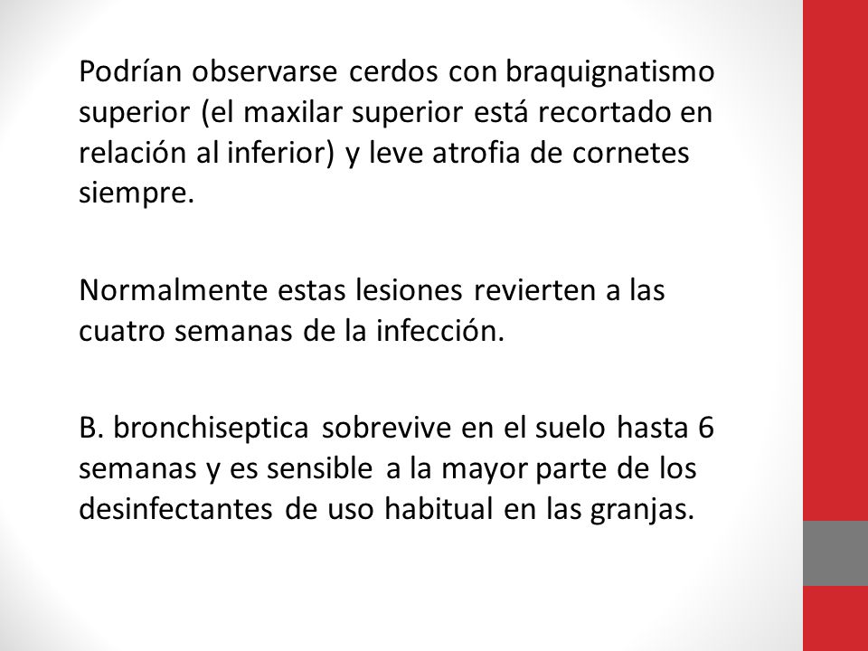 Podrían observarse cerdos con braquignatismo superior (el maxilar superior está recortado en relación al inferior) y leve atrofia de cornetes siempre.