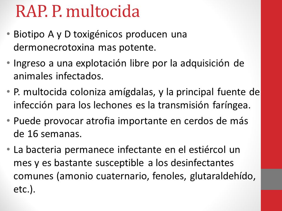 RAP. P. multocida Biotipo A y D toxigénicos producen una dermonecrotoxina mas potente.