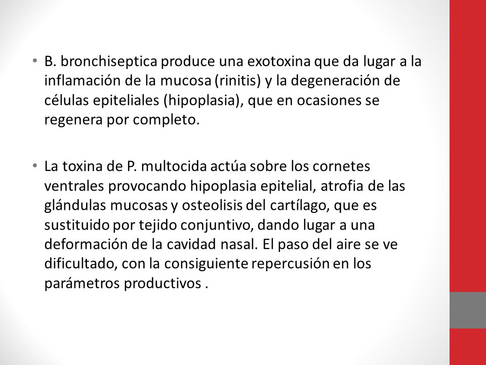 B. bronchiseptica produce una exotoxina que da lugar a la inflamación de la mucosa (rinitis) y la degeneración de células epiteliales (hipoplasia), que en ocasiones se regenera por completo.