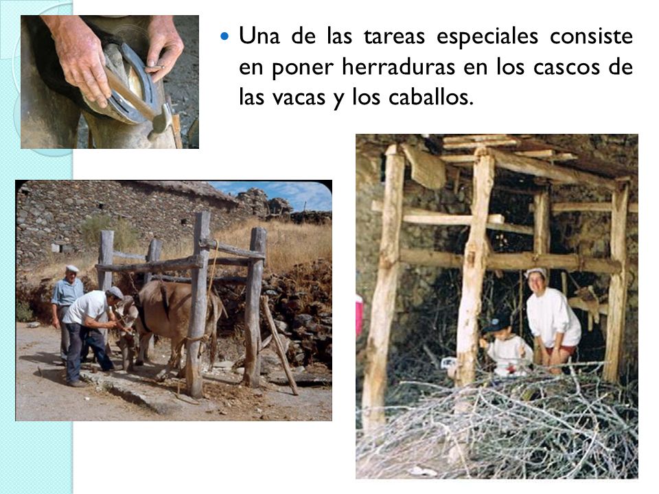 Una de las tareas especiales consiste en poner herraduras en los cascos de las vacas y los caballos.