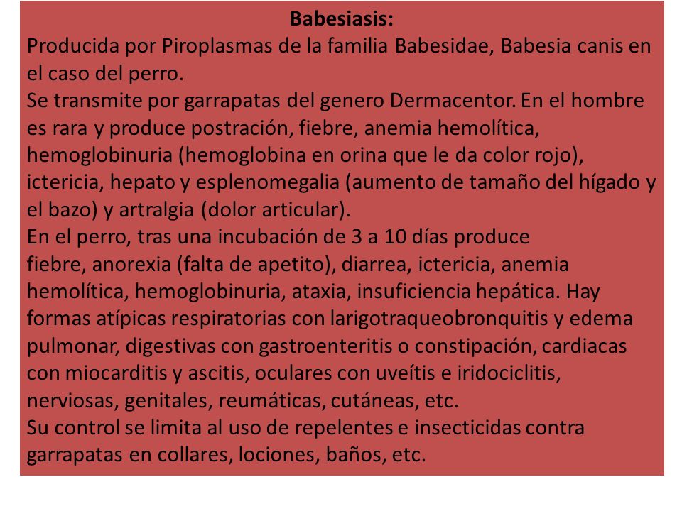 Babesiasis: Producida por Piroplasmas de la familia Babesidae, Babesia canis en el caso del perro.