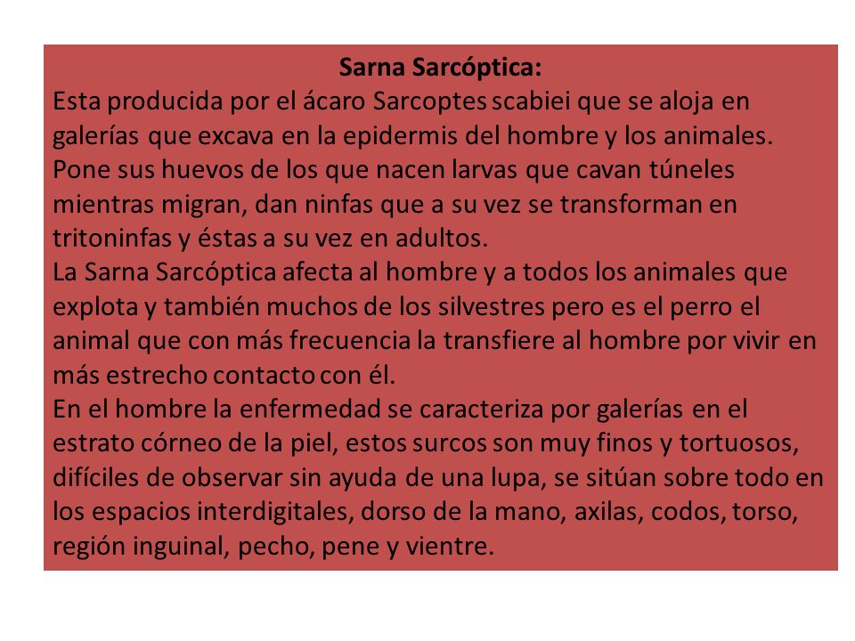 Sarna Sarcóptica: Esta producida por el ácaro Sarcoptes scabiei que se aloja en galerías que excava en la epidermis del hombre y los animales.