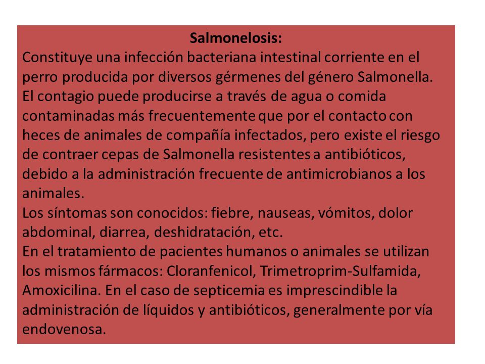 Salmonelosis: Constituye una infección bacteriana intestinal corriente en el perro producida por diversos gérmenes del género Salmonella.