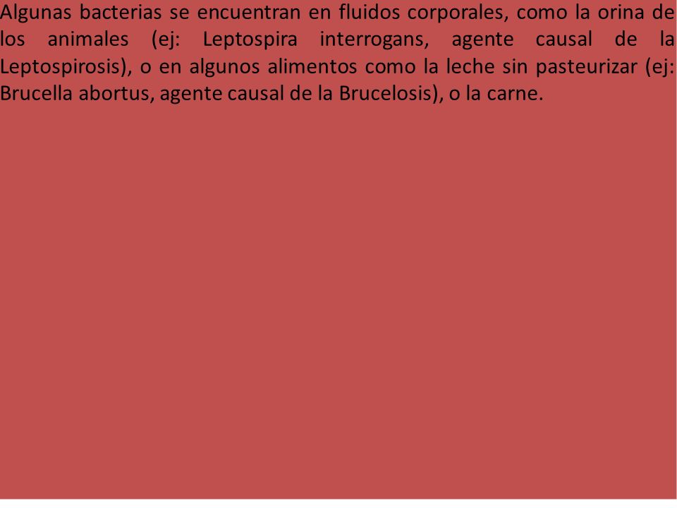 Algunas bacterias se encuentran en fluidos corporales, como la orina de los animales (ej: Leptospira interrogans, agente causal de la Leptospirosis), o en algunos alimentos como la leche sin pasteurizar (ej: Brucella abortus, agente causal de la Brucelosis), o la carne.