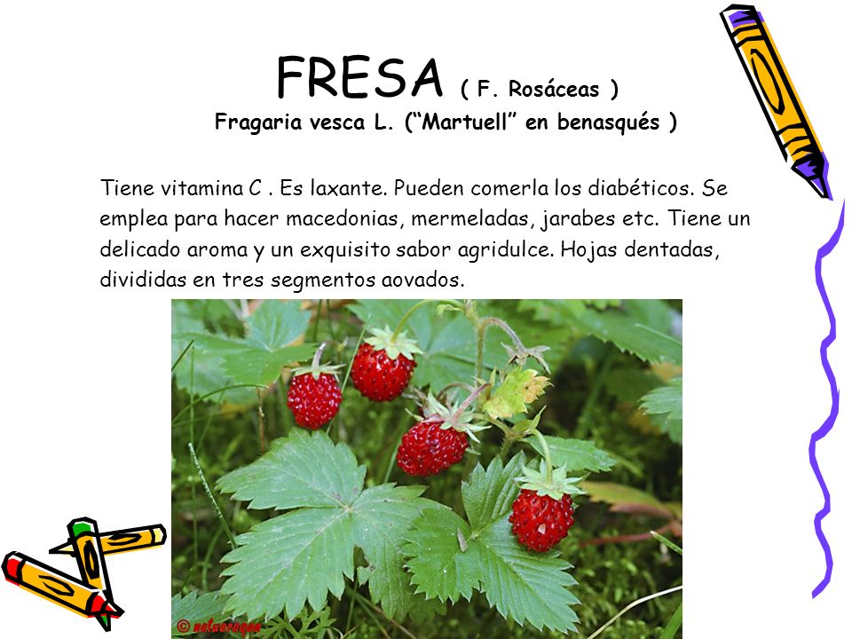 FRESA ( F. Rosáceas ) Fragaria vesca L. ( Martuell en benasqués )