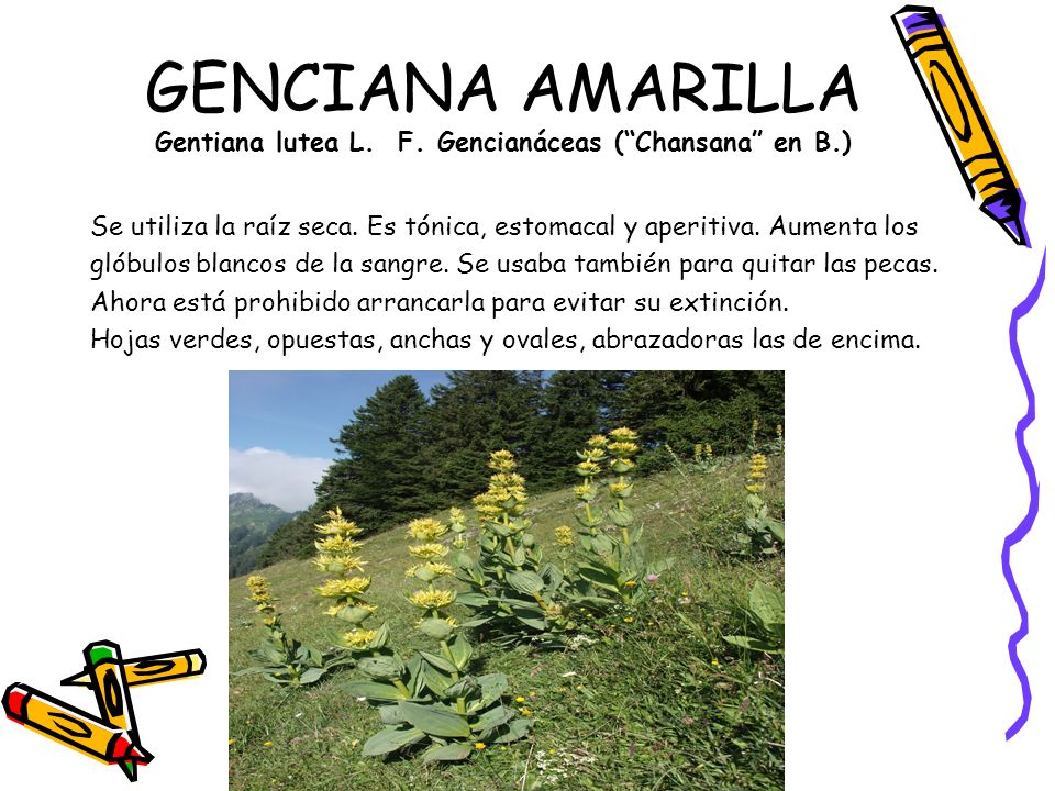 GENCIANA AMARILLA Gentiana lutea L. F. Gencianáceas ( Chansana en B.)