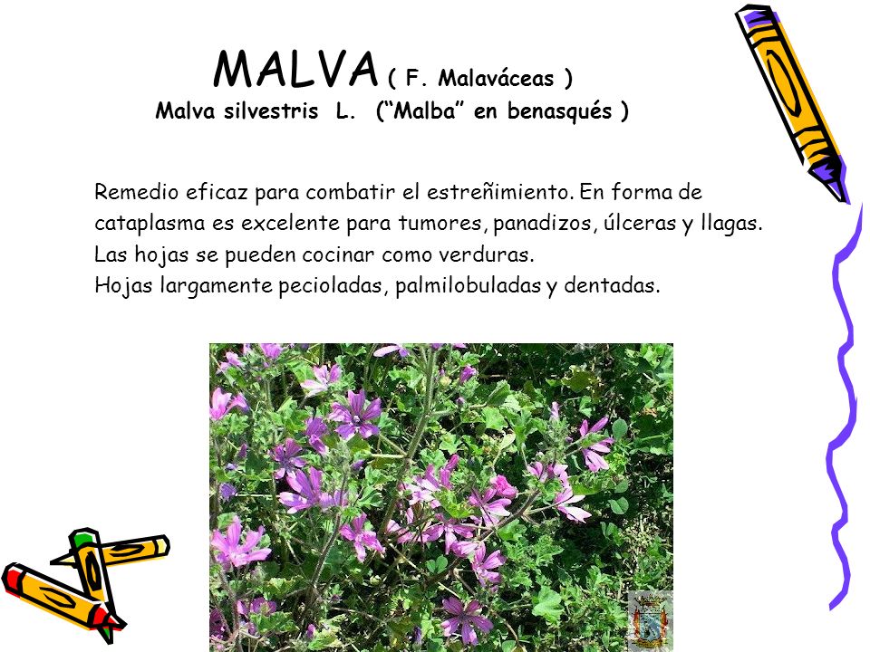 MALVA ( F. Malaváceas ) Malva silvestris L. ( Malba en benasqués )