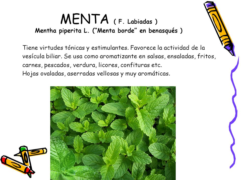 MENTA ( F. Labiadas ) Mentha piperita L. ( Menta borde en benasqués )