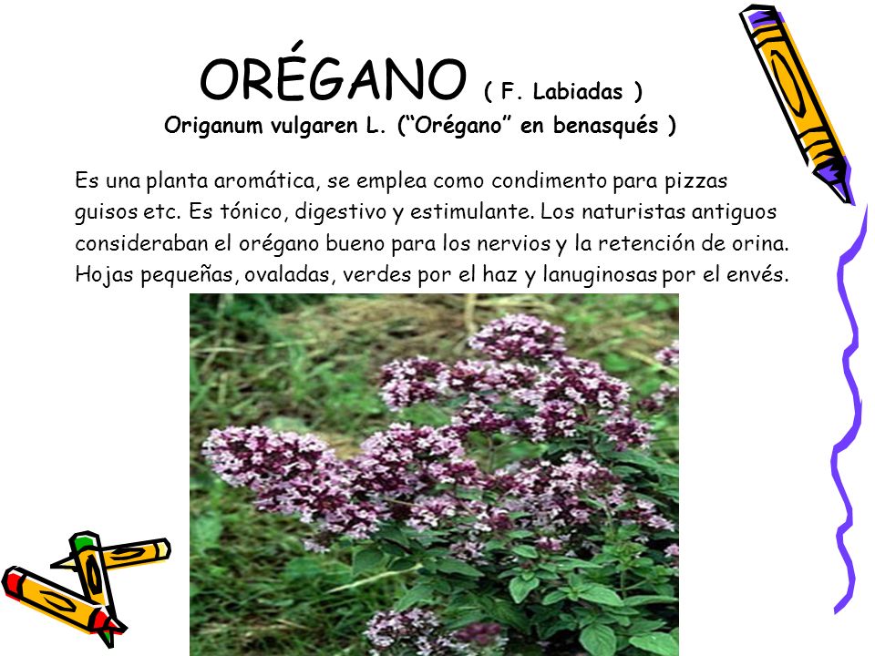 ORÉGANO ( F. Labiadas ) Origanum vulgaren L. ( Orégano en benasqués )