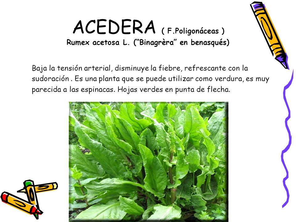 ACEDERA ( F.Poligonáceas ) Rumex acetosa L. ( Binagrèra en benasqués)