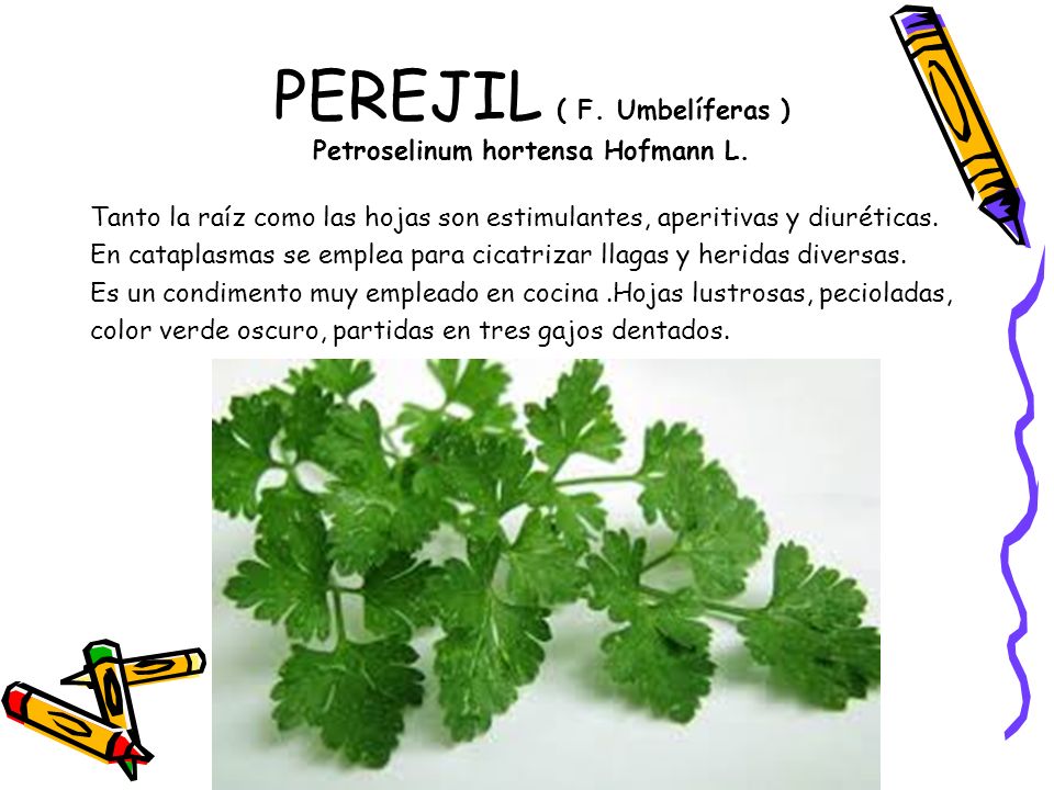 PEREJIL ( F. Umbelíferas ) Petroselinum hortensa Hofmann L.