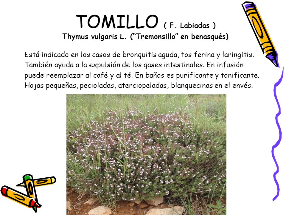 TOMILLO ( F. Labiadas ) Thymus vulgaris L. ( Tremonsillo en benasqués)