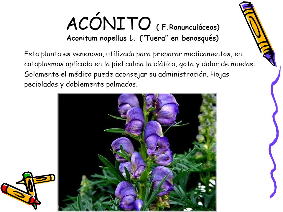 ACÓNITO ( F.Ranunculáceas) Aconitum napellus L. ( Tuera en benasqués)