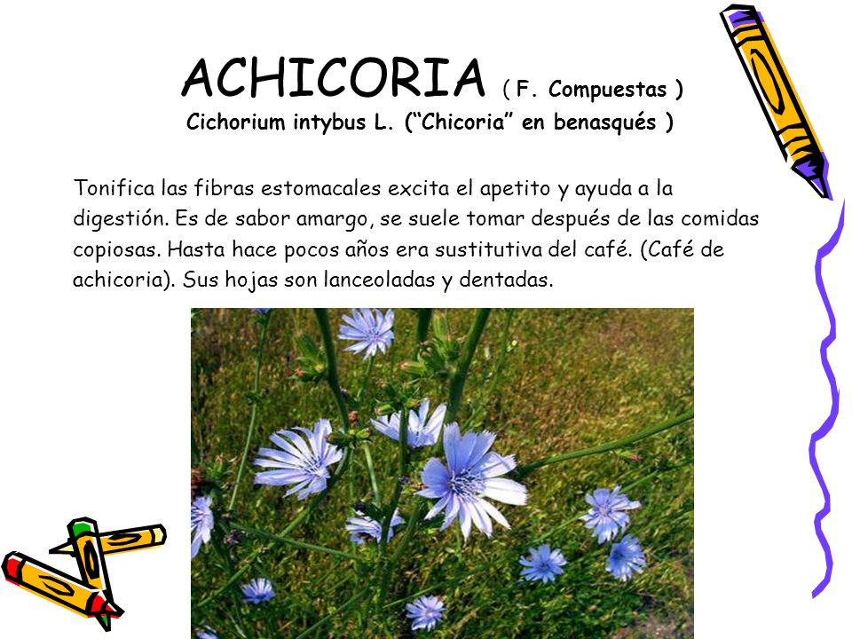 ACHICORIA ( F. Compuestas ) Cichorium intybus L