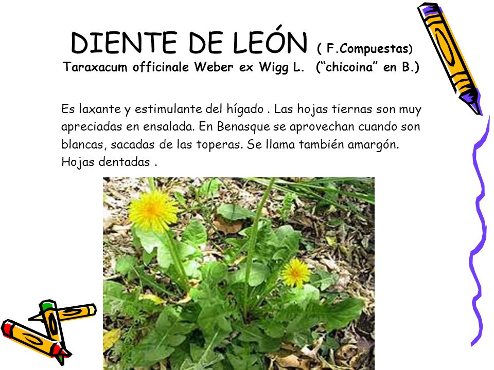 DIENTE DE LEÓN ( F. Compuestas) Taraxacum officinale Weber ex Wigg L