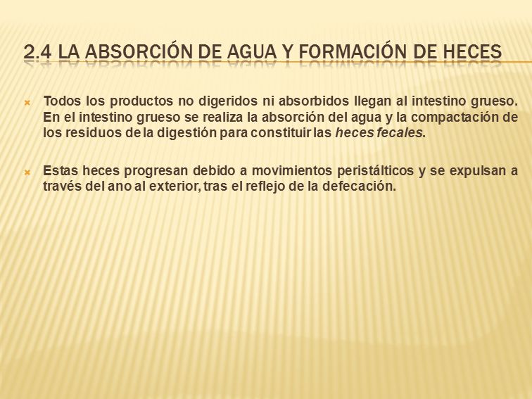 2.4 la absorción de agua y formación de heces
