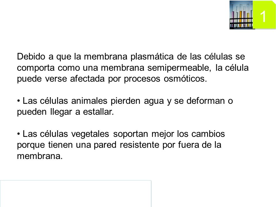 Debido a que la membrana plasmática de las células se comporta como una membrana semipermeable, la célula puede verse afectada por procesos osmóticos.