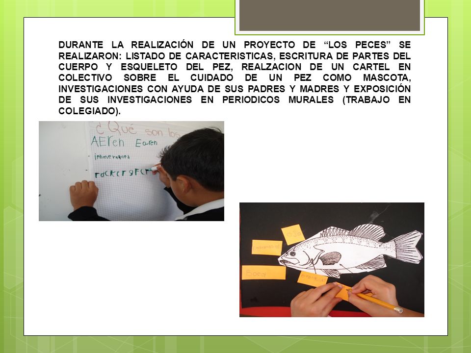DURANTE LA REALIZACIÓN DE UN PROYECTO DE LOS PECES SE REALIZARON: LISTADO DE CARACTERISTICAS, ESCRITURA DE PARTES DEL CUERPO Y ESQUELETO DEL PEZ, REALZACION DE UN CARTEL EN COLECTIVO SOBRE EL CUIDADO DE UN PEZ COMO MASCOTA, INVESTIGACIONES CON AYUDA DE SUS PADRES Y MADRES Y EXPOSICIÓN DE SUS INVESTIGACIONES EN PERIODICOS MURALES (TRABAJO EN COLEGIADO).