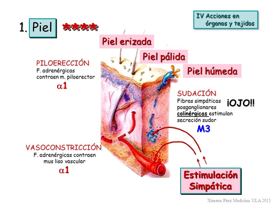**** 1. Piel Piel erizada Piel pálida Piel húmeda ¡OJO!! a1