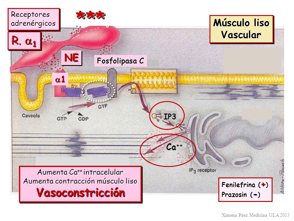 * ** R. a1 Vasoconstricción Músculo liso Vascular NE a1 Ca++