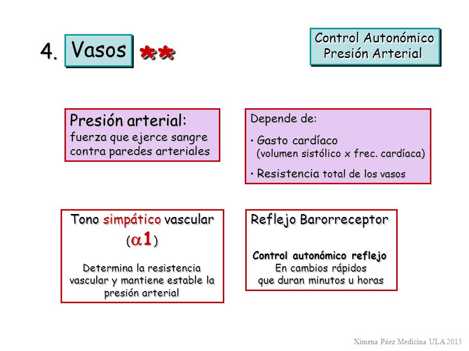 * * Vasos 4. Presión arterial: Control Autonómico Presión Arterial
