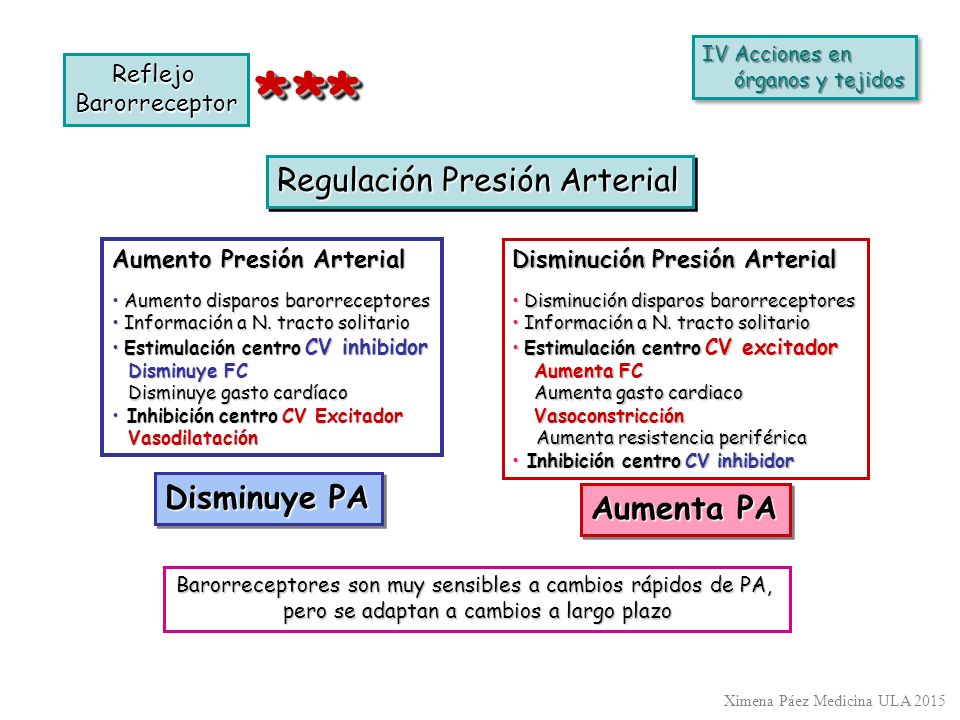 * ** Regulación Presión Arterial Disminuye PA Aumenta PA Reflejo