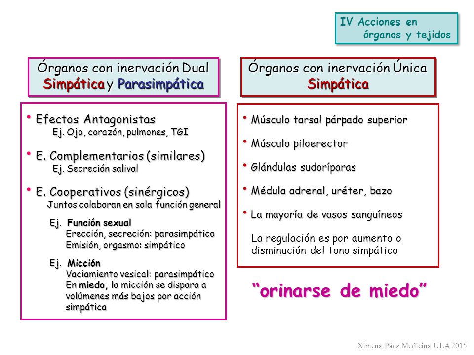 IV Acciones en órganos y tejidos. Órganos con inervación Dual Simpática y Parasimpática. Órganos con inervación Única Simpática.
