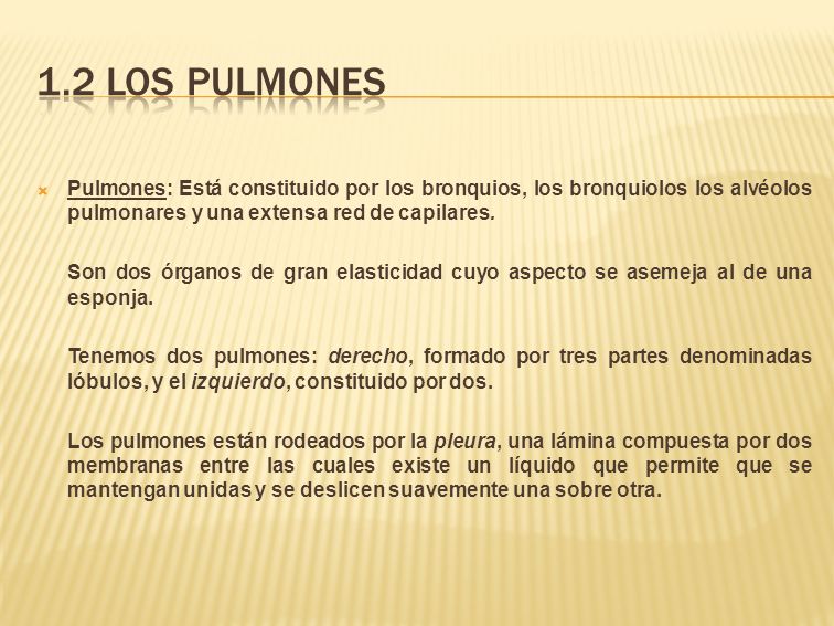 1.2 los pulmones Pulmones: Está constituido por los bronquios, los bronquiolos los alvéolos pulmonares y una extensa red de capilares.