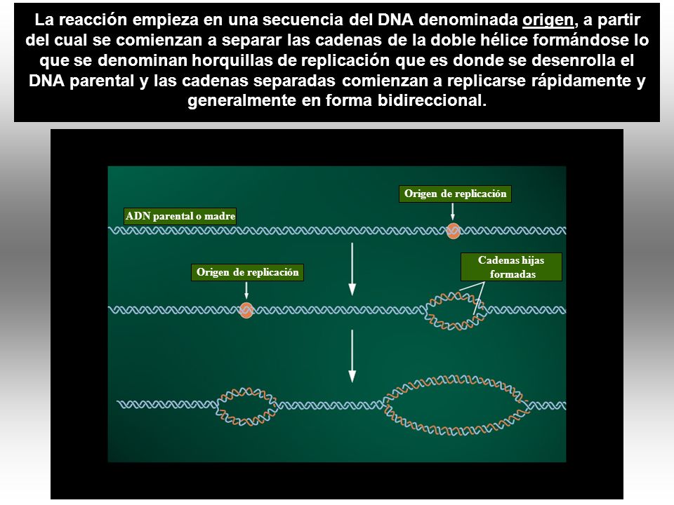 La reacción empieza en una secuencia del DNA denominada origen, a partir del cual se comienzan a separar las cadenas de la doble hélice formándose lo que se denominan horquillas de replicación que es donde se desenrolla el DNA parental y las cadenas separadas comienzan a replicarse rápidamente y generalmente en forma bidireccional.